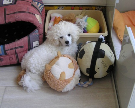 12.8.2015 Poznáte mně mezi hračkami?